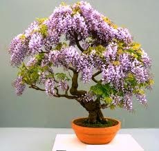Learn About The Wisteria Bonsai Viet Nam Agriculture