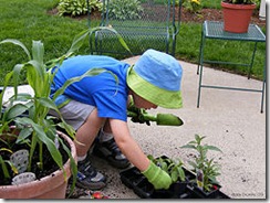 251px-Dylan,-planting-again...-1
