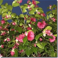 camellia-flower-plants-backyard-200X200