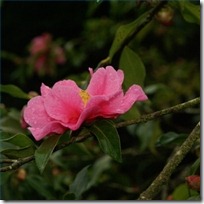 care-camellias-200X200