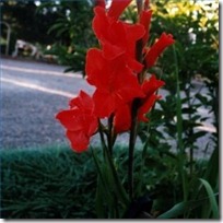 care-gladiolus-plant-200X200