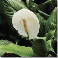 care-peace-lily-houseplant-200X200