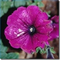 causes-small-flowers-petunias-1.1-120X120