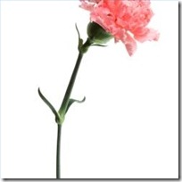 cut-propagate-carnations-200X200