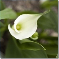 deep-should-plant-calla-lilies-200X200