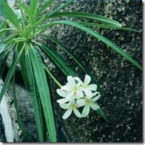 double-white-oleander-plants-200X200