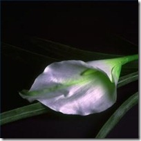 grow-asian-lilies-200X200