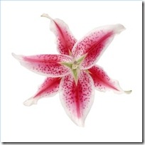 guide-growing-stargazer-lilies-200X200
