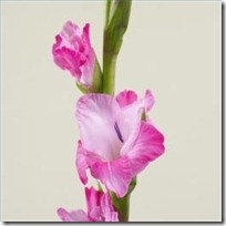 harvest-gladiolus-seeds-200X200