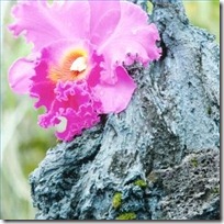 information-hawaiis-cattleya-orchids-200X200