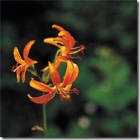 plant-asiatic-lily-200X200
