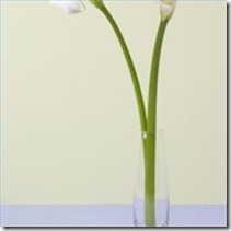 plant-calla-lilies-200X200