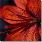 tiger-lilies-growing-requirements-1.1-120X120