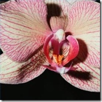 care-artemis-orchid-200X200