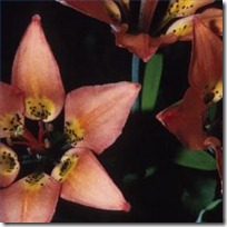 care-western-red-lilies-200X200