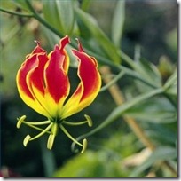cultivate-gloriosa-lily-tubers-200X200