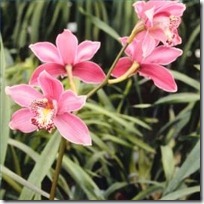 cymbidium-orchid-fertilizer-200X200