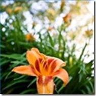 flowers-plant-springtime-1.1-120X120
