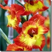 gladiolus-flowers-1.1-120X120