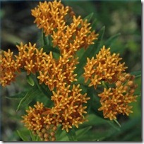 grow-butterfly-weed-seed-200X200