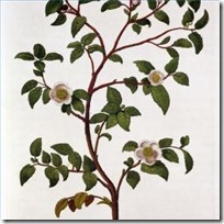 grow-camellia-sinensis-seed-200X200