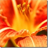 growing-conditions-daylilies-200X200