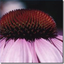 identify-purple-coneflower-not-bloom-200X200