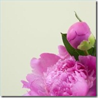 look-after-peony-flowers-200X200