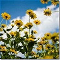 perennials-maximilians-sunflower-helianthus-1.1-120X120