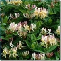 perennials-multicolor-flowers-1.1-120X120