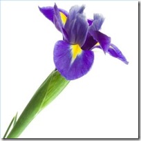 plant-irises-spring-200X200