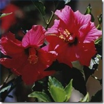 plant-seed-hibiscus-200X200
