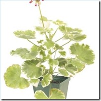 problems-yellowing-leaves-geraniums-200X200
