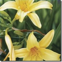 propagate-yellow-day-lilies-200X200