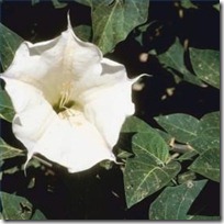 sprout-datura-seeds-200X200