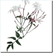 hawaiian-jasmine-plant-information-200X200