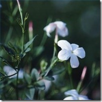 keep-jasmine-plant-indoors-winter-200X200