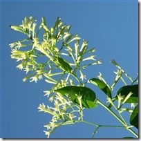 plant-jasmine-vines-200X200
