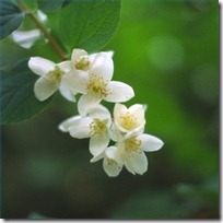 propagate-jasmine-plants-200X200