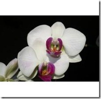 do-care-white-orchid-plant_-800X800