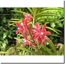 do-divide-orchid-plants_-800X800