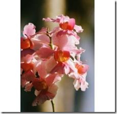 garden-orchid-plants-800X800