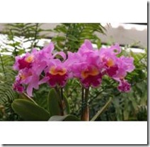identify-orchid-plants-800X800