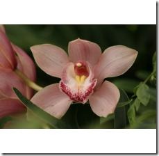 maintain-orchid-plant-800X800