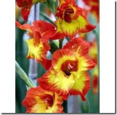 plant-orchid-gladiola-bulbs-800X800