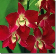 plant-orchids-800X800