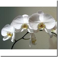 prune-orchid-plant-800X800