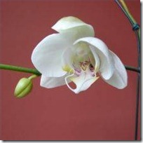 raise-orchid-plants-200X200