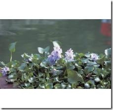 remove-water-hyacinth-800X800