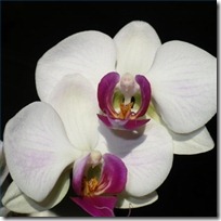 repot-orchid-plant-200X200